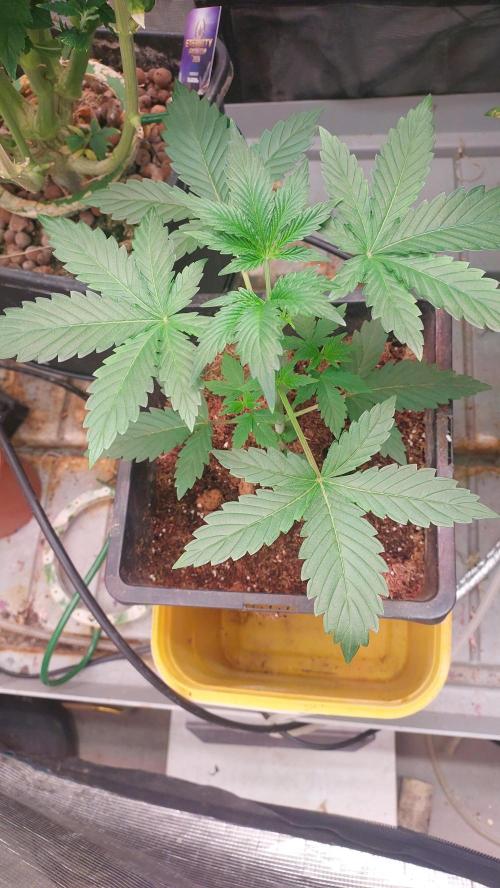 Gopher Glue. Week 2