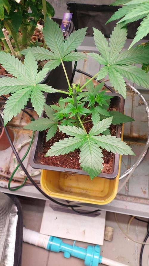 Second try, Gopher glue. Week 2