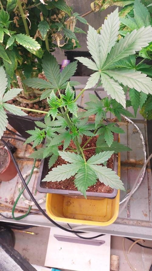 Second try, Gopher glue. Week 2
