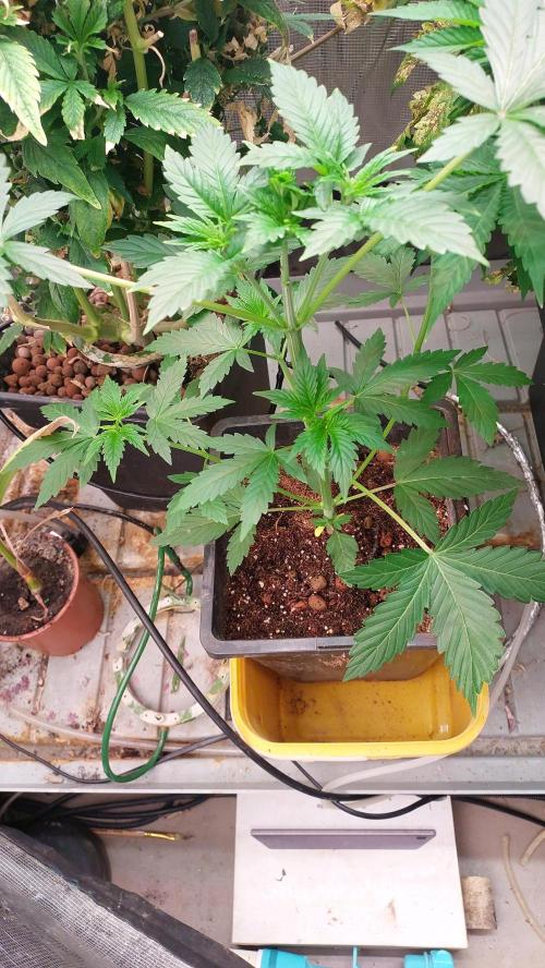 Second try, Gopher glue. Week 3