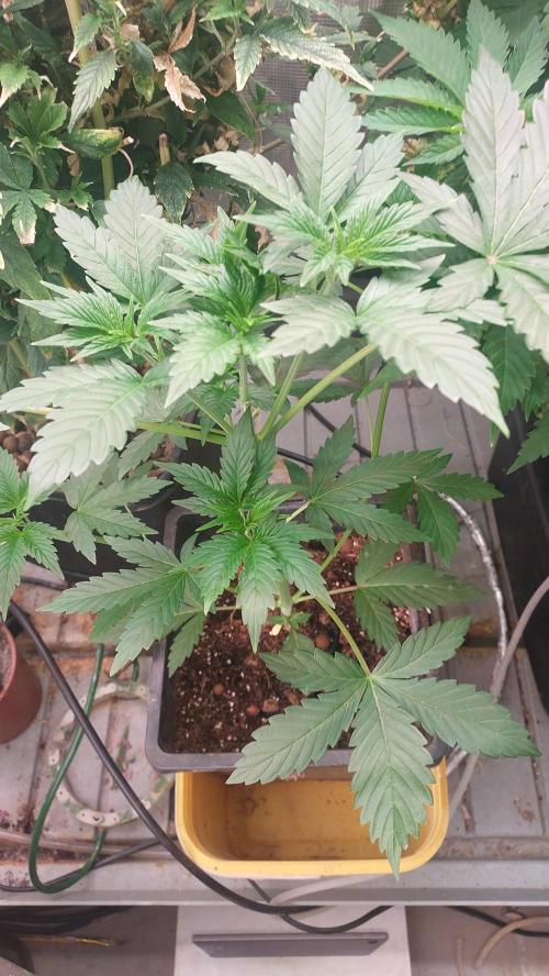 Second try, Gopher glue. Week 3