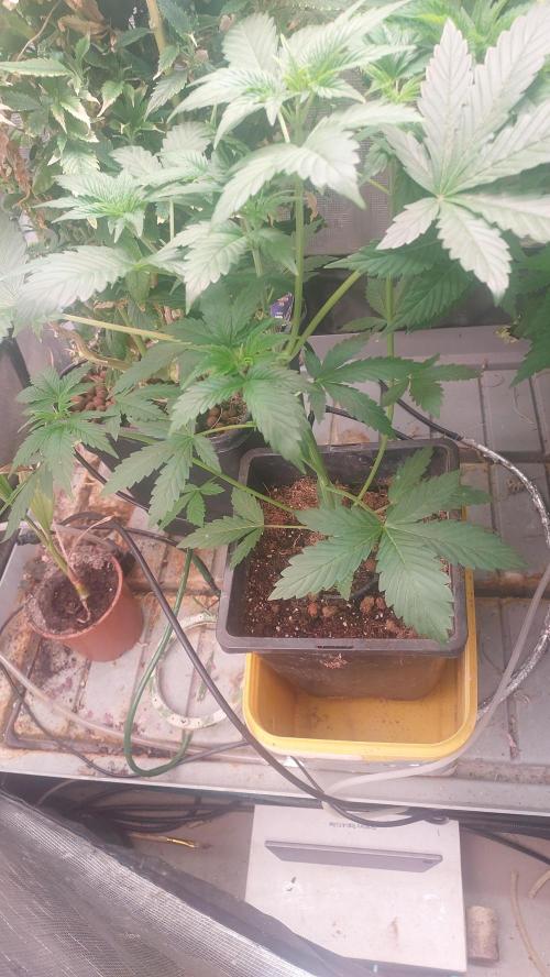 Second try, Gopher glue. Week 3