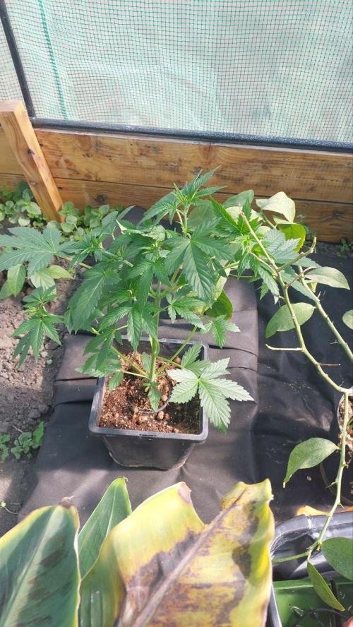 Second try, Gopher glue. Week 3 - In the greenhouse.