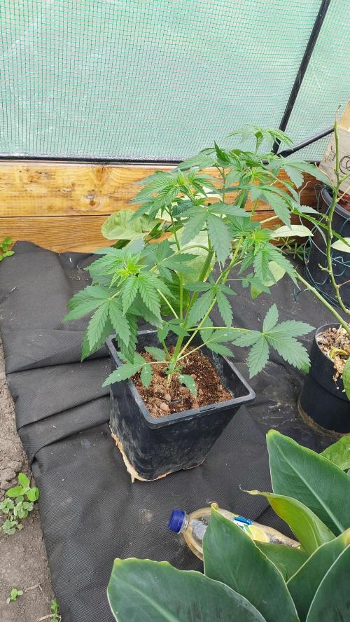 Second try, Gopher glue. Week 3