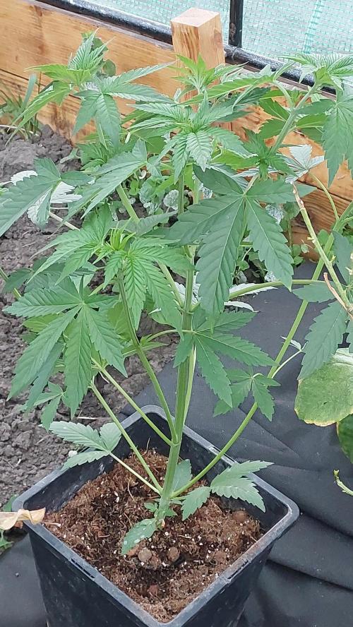 Second try, Gopher glue. Week 3