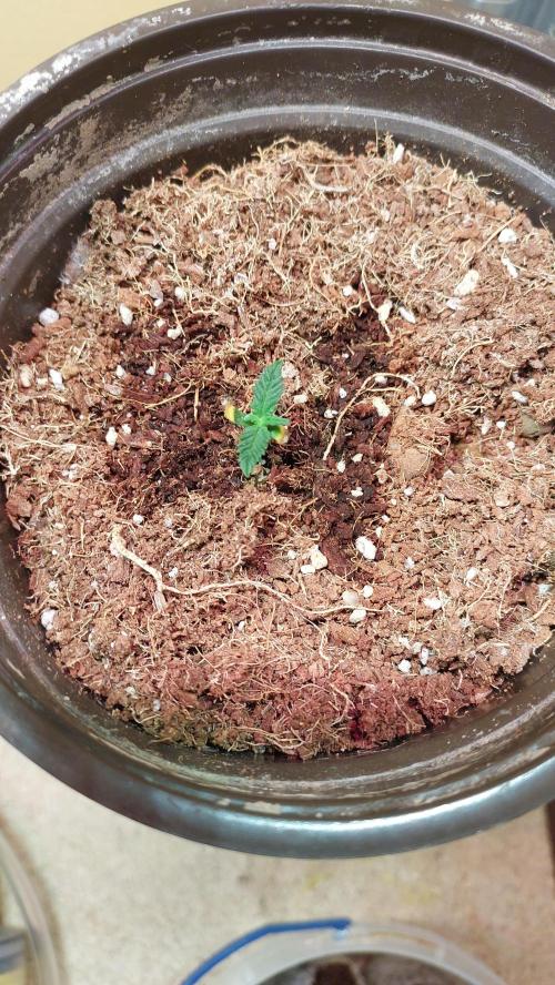Apple Fritter. Week 1
