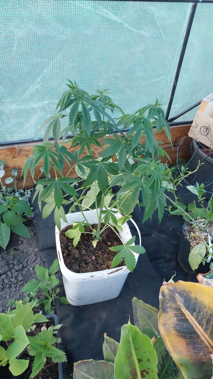Second try, Gopher glue. Week 4
