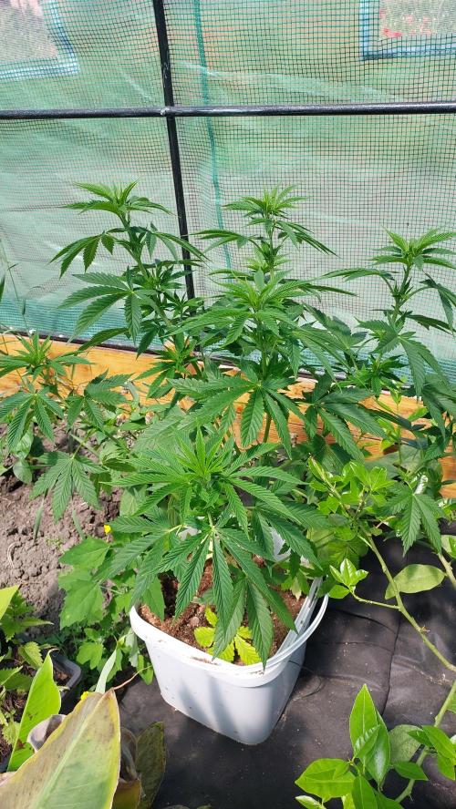 Gopher Glue. Week 5
