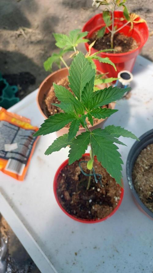 Girl Scout Cookies . Week 2
