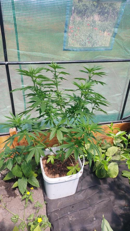 Second try, Gopher glue. Week 5