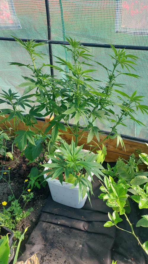 Second try, Gopher glue. Week 5