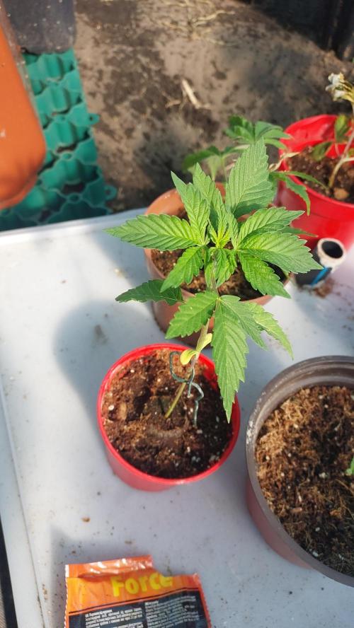 Girl Scout Cookies . Week 2