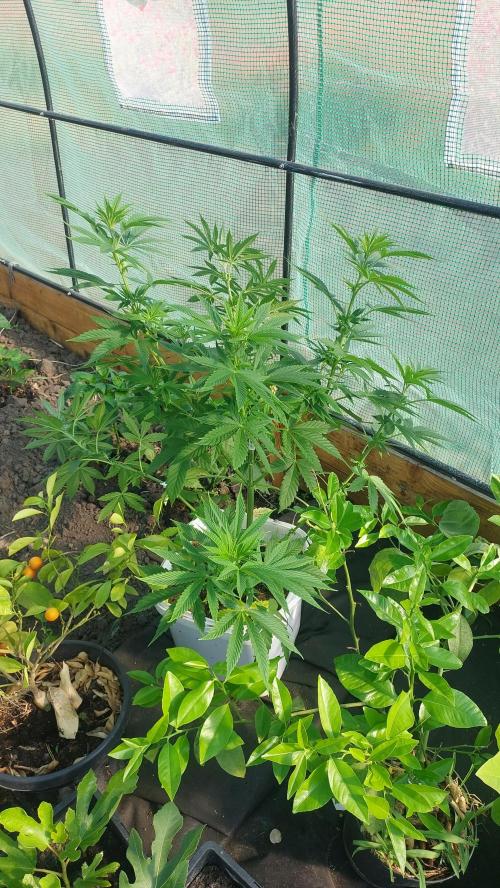 Second try, Gopher glue. Week 5