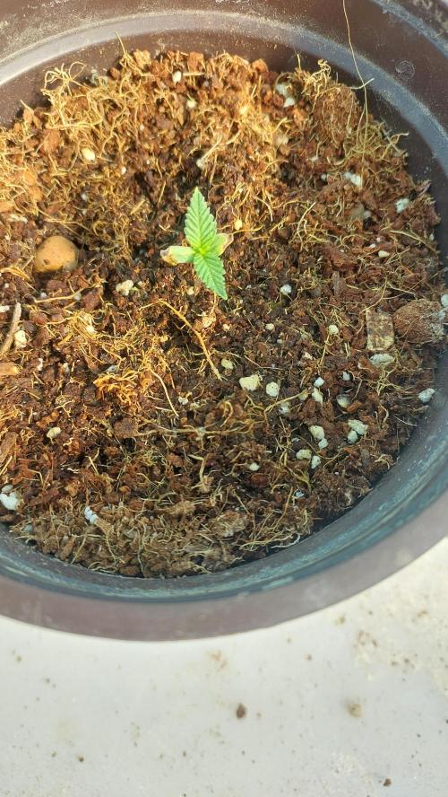 Apple Fritter, second try. Week 0