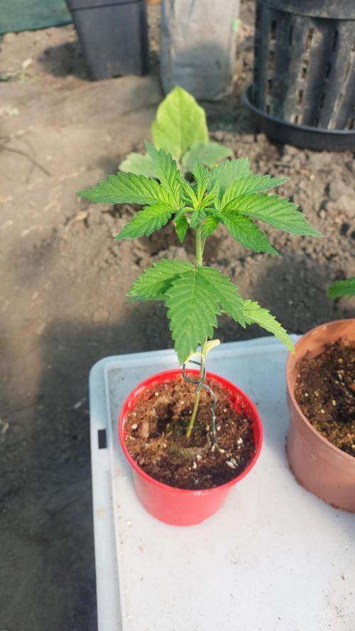 Girl Scout Cookies . Week 2