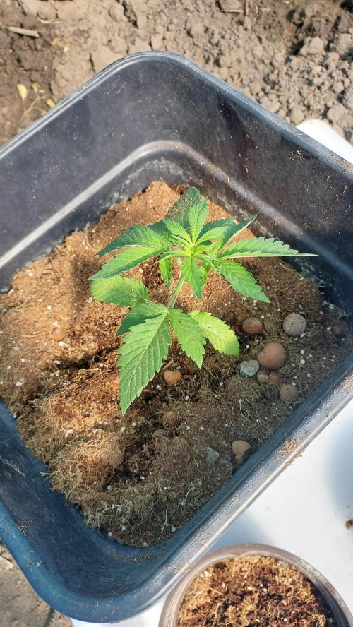 Girlscout cookies. Week 2