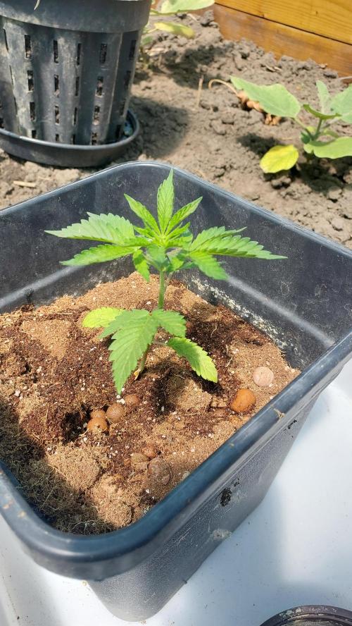 Girlscout cookies. Week 2