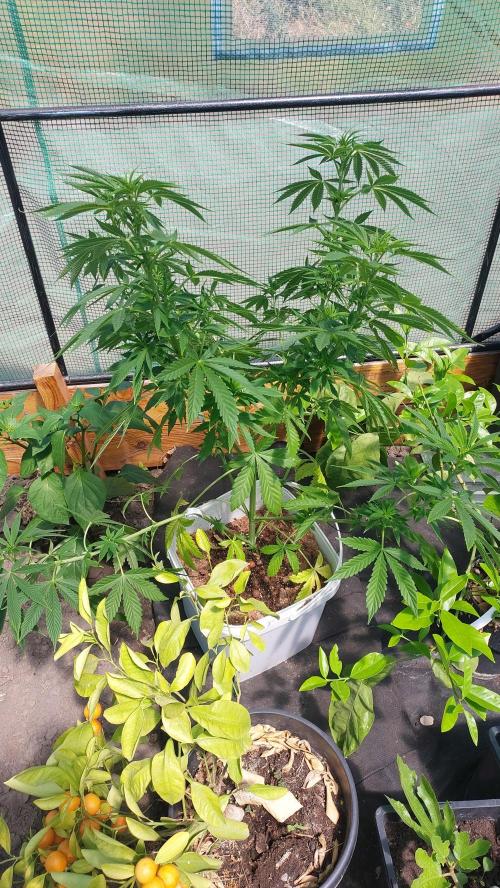Gopher Glue. Week 6