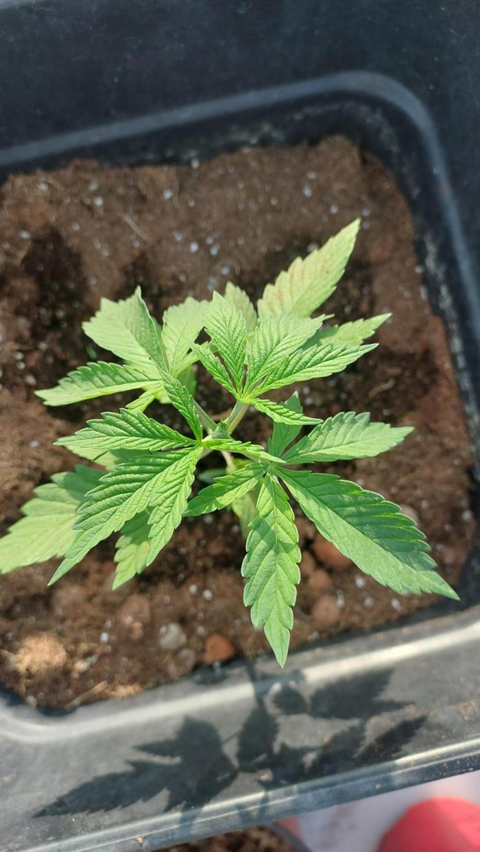 Girlscout cookies. Week 3
