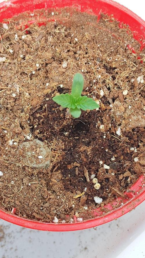 Sapphire desire. Week 0