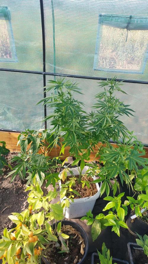 Gopher Glue. Week 5