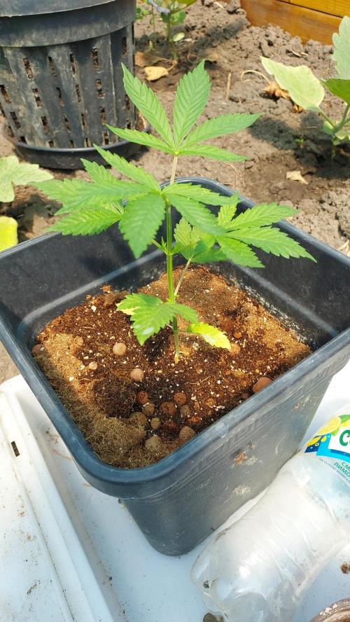 Girlscout cookies. Week 4