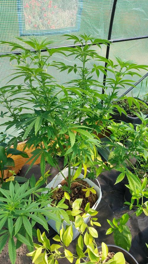 Gopher Glue. Week 5