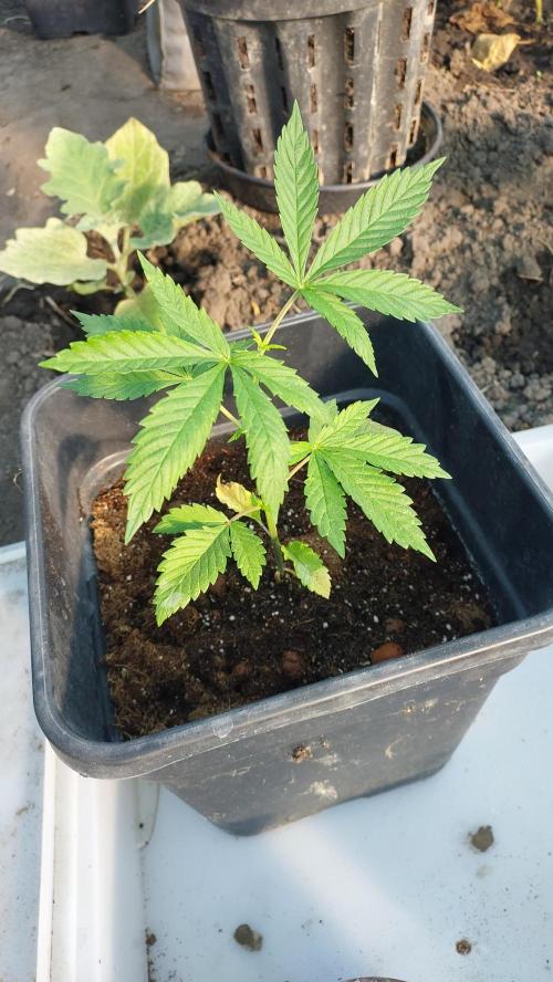Girl Scout Cookies . Week 4