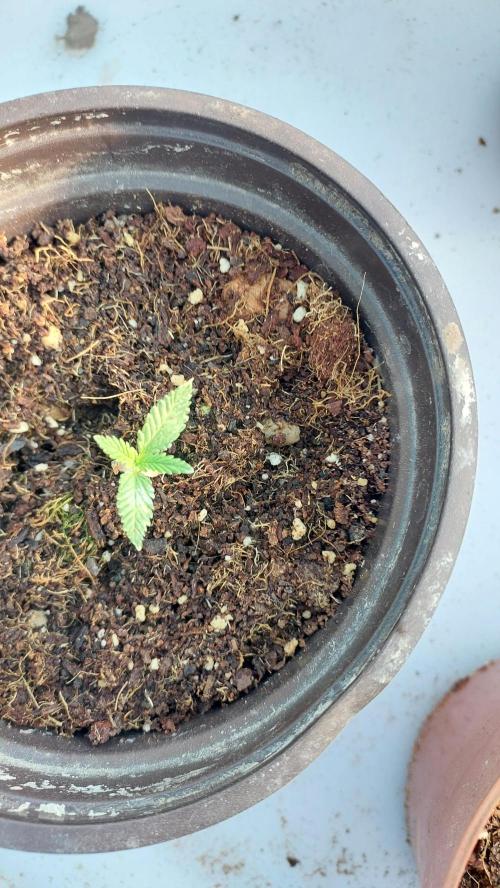Apple Fritter, second try. Week 0