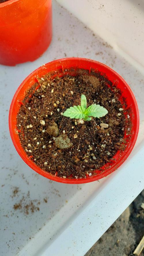 Sapphire desire. Week 0