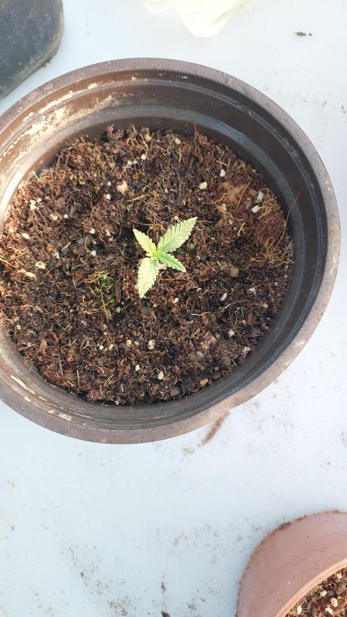 Apple Fritter, second try. Week 0