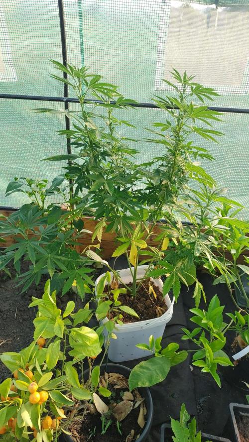 Gopher Glue. Week 6
