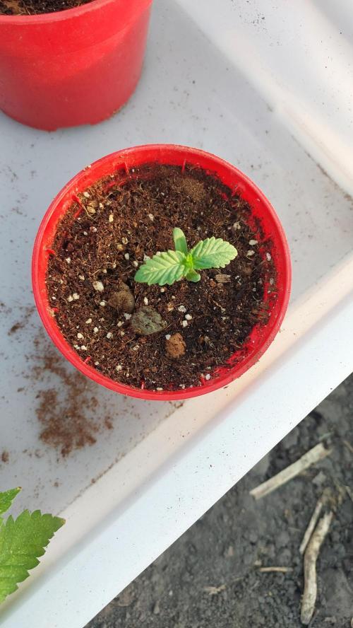 Sapphire desire. Week 0