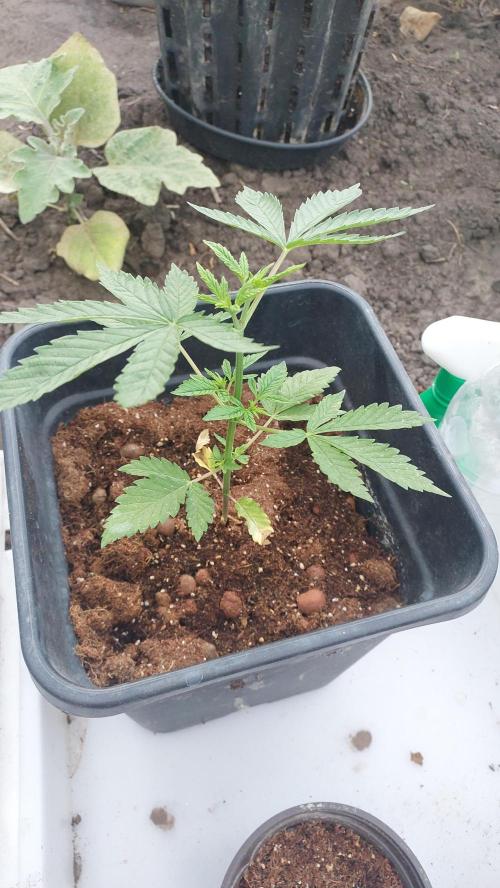 Girl Scout Cookies . Week 4