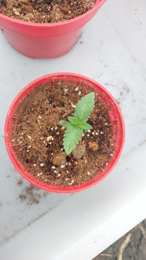 Sapphire desire. Week 0