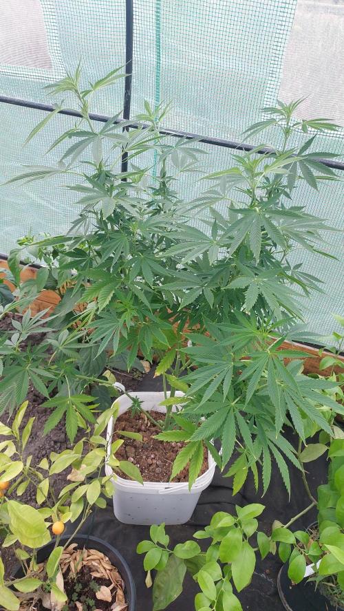 Gopher Glue. Week 7