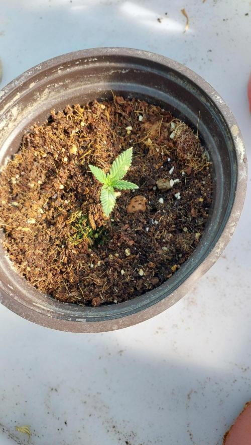 Apple Fritter, second try. Week 0