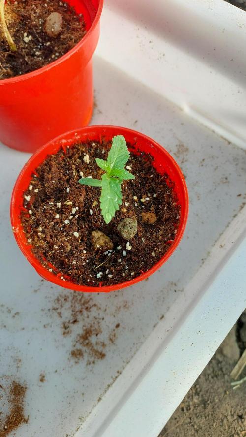 Sapphire desire. Week 0