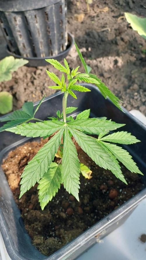 Girl Scout Cookies . Week 3