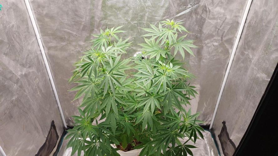 Gopher Glue. Week 7