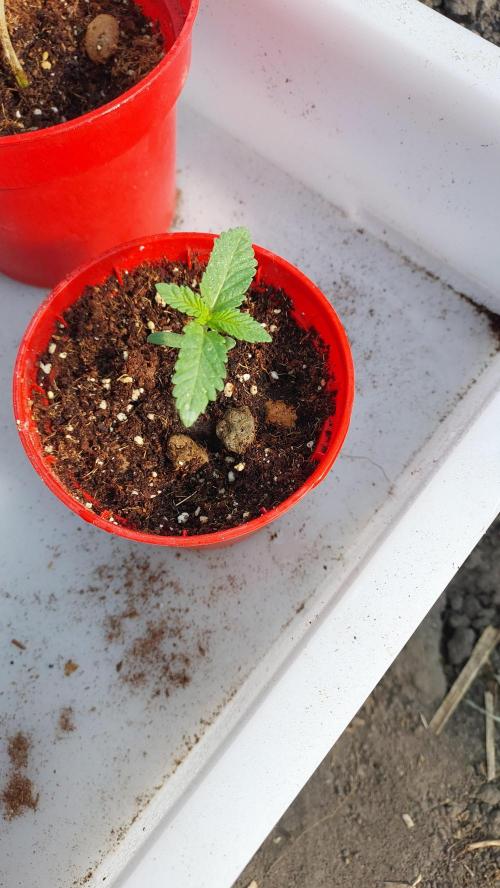 Sapphire desire. Week 0