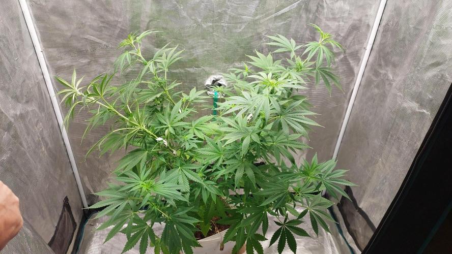 Gopher Glue. Week 7