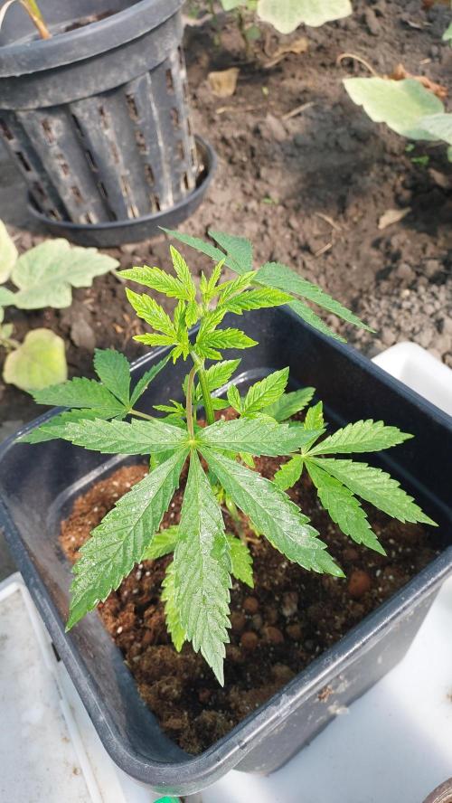 Girl Scout Cookies . Week 4