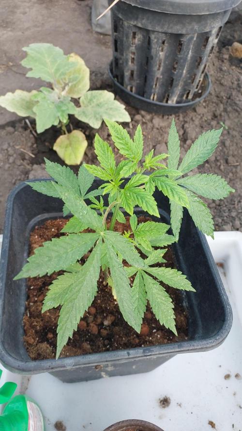 Girl Scout Cookies . Week 4