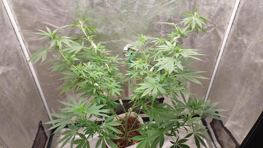 Gopher Glue. Week 7