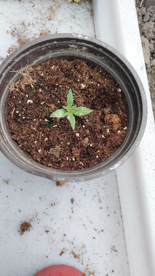Apple Fritter, second try. Week 2