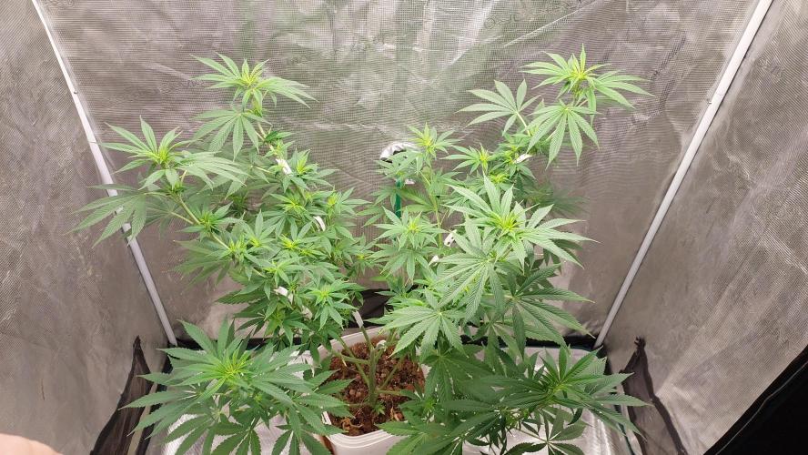 Gopher Glue. Week 7