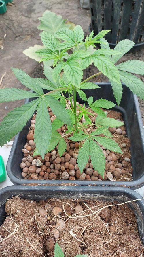 Girl Scout Cookies . Week 5