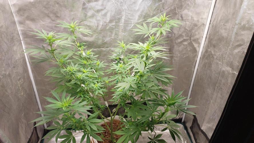 Gopher Glue. Week 7