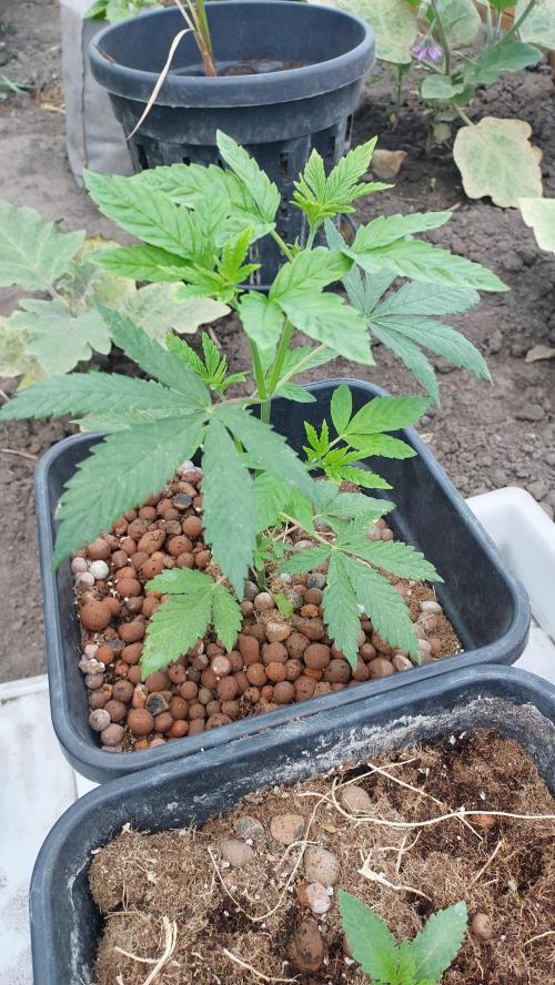 Girl Scout Cookies . Week 5